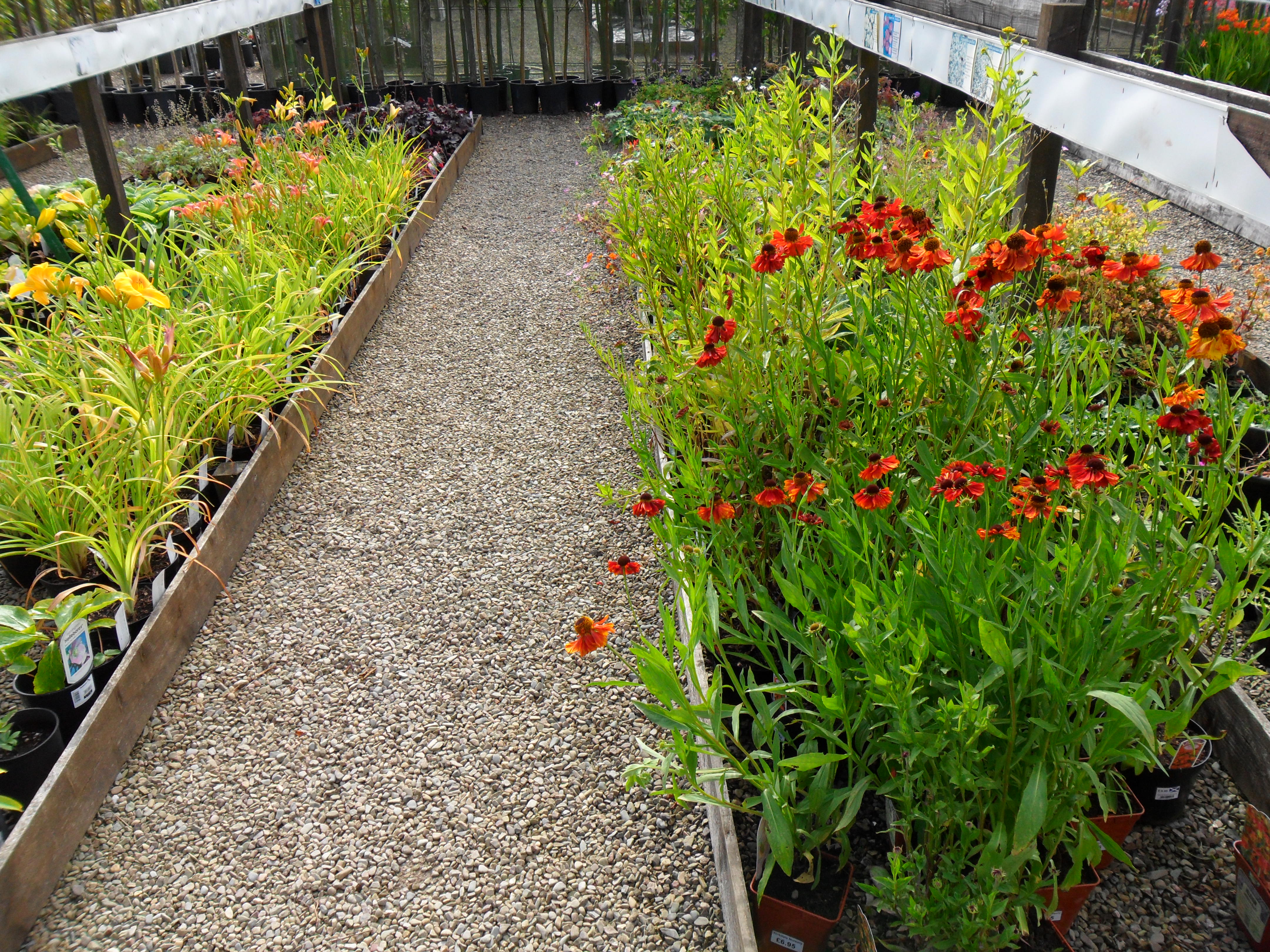 Herbaceous Plants at Kirkdale Nursery